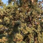 Juniperus californica 葉