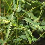 Phyllanthus amarus Blad