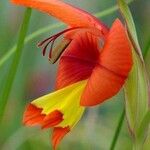 Gladiolus alatus