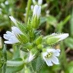 Cerastium glomeratum Fleur