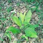 Andersonglossum virginianum Žiedas