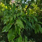 Photinia davidiana ഇല