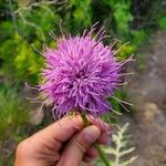 Cirsium altissimum Цветок