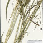 Andropogon macrophyllus Other