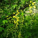 Laburnum anagyroides Fleur