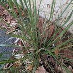 Sporobolus indicus Likasa