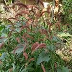 Pennisetum pedicellatum Habitat
