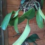 Cattleya walkeriana Blad