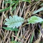 Argentina anserina Leaf