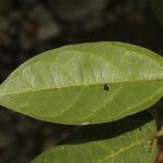Mortoniodendron anisophyllum Levél