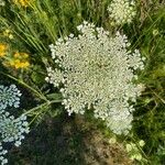 Daucus carotaDeilen