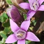 Gentianella germanica Flor