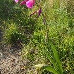 Gladiolus italicus Hábito