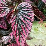 Begonia brevirimosa Leaf