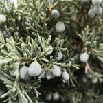 Juniperus osteosperma Fruto