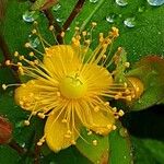 Hypericum androsaemum Квітка