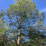 Nothofagus obliqua Hábito