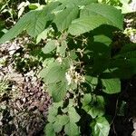Rubus pedemontanus Habit