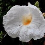 Dimerocostus strobilaceus Flor