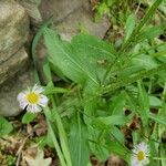 Erigeron philadelphicus 叶