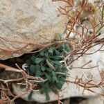 Limonium cordatum Leaf