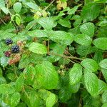 Rubus aggregatus