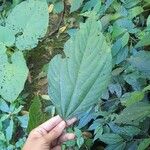 Myriocarpa longipes Leaf