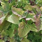 Plectranthus fruticosus Blatt