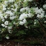 Rhododendron decorum Hábito