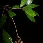 Aniba parviflora Други