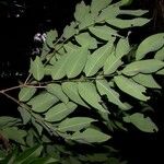 Phyllanthus skutchii 葉
