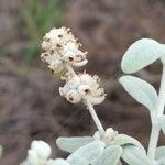 Buddleja cordobensis Flower