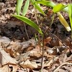 Uvularia sessilifolia Çiçek