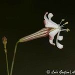 Silene portensis Blomst