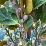 Ficus deltoidea Fruit