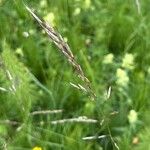 Avenula pubescens Fula