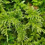 Myriophyllum verticillatum Blatt