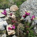 Pedicularis pyrenaica Celota