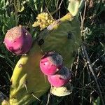Opuntia stricta फल