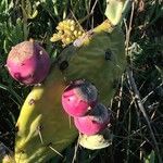 Opuntia stricta Frutto