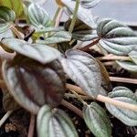 Peperomia albovittata Ліст