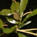 Acalypha apodanthes Écorce