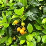 Duranta erecta Fruit