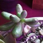 Sedum hernandezii Foglia