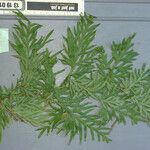 Selaginella plana Blad