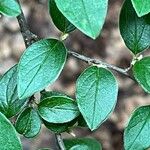 Cotoneaster dielsianus Leaf