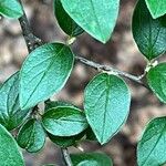 Cotoneaster dielsianus Leht