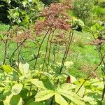 Rodgersia aesculifolia Habitat