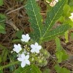 Cnidoscolus angustidens Blomst