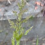 Polypogon viridis Blüte